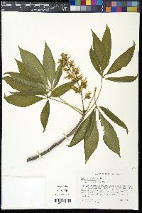 Aesculus glabra image