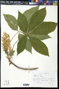 Aesculus glabra image
