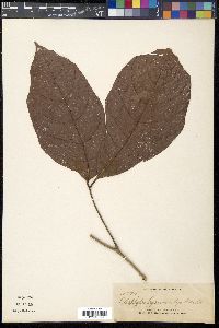 Media resource of Allophylus hymenocalyx