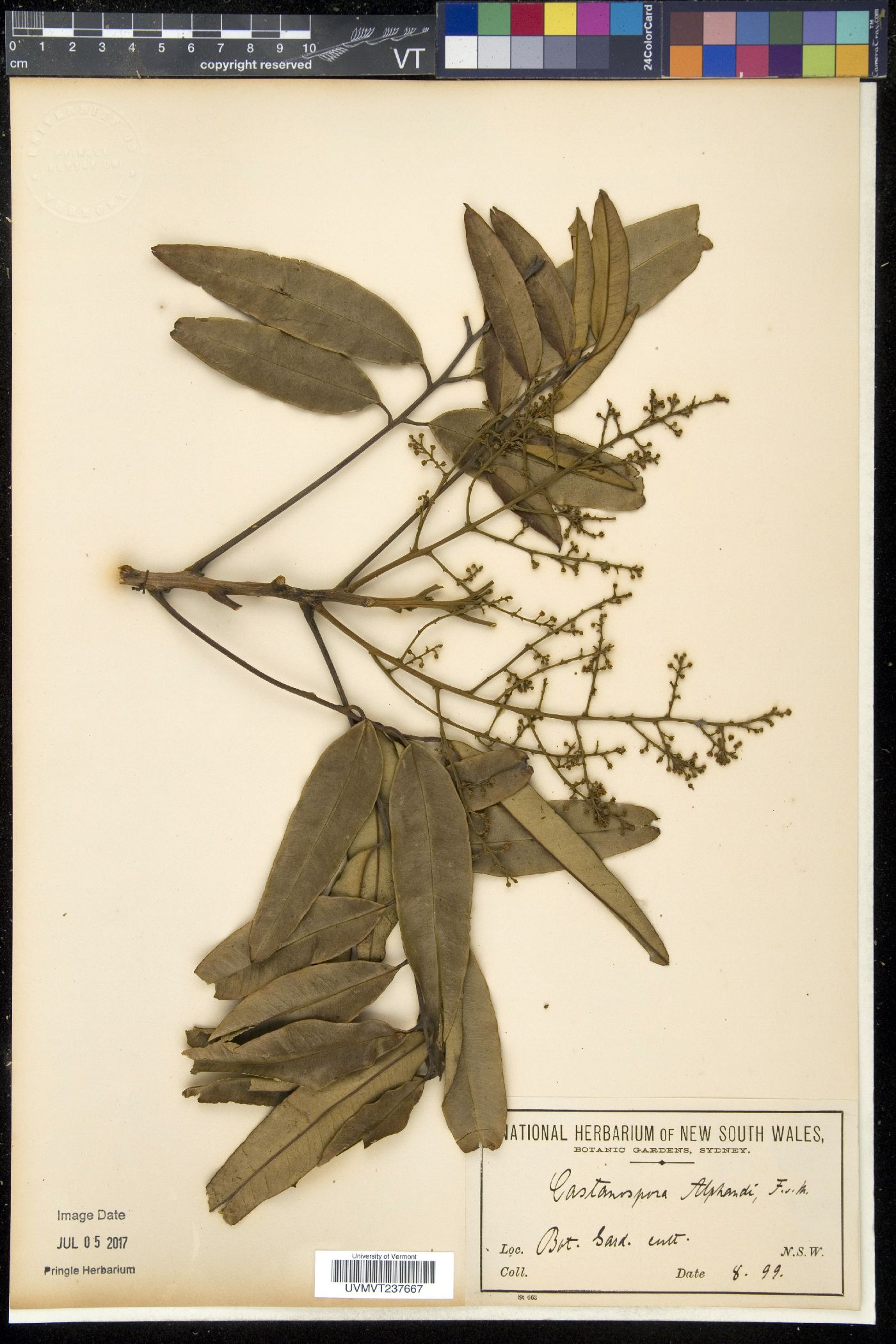 Castanospora image