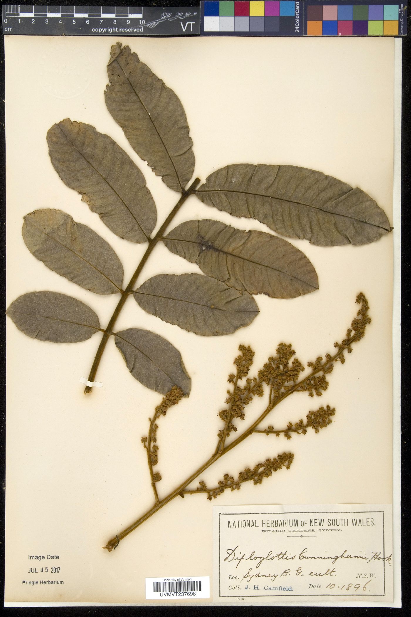 Diploglottis image