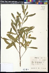 Dodonaea viscosa image
