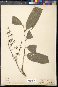 Lepisanthes senegalensis image
