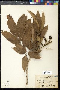 Media resource of Euphoria cinerea