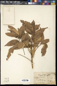 Euphoria cinerea image