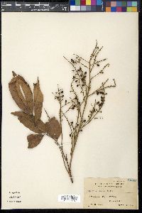 Euphoria cinerea image