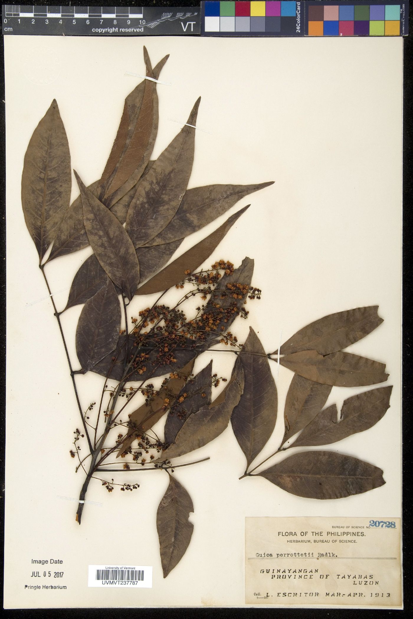 Guioa koelreuteria image