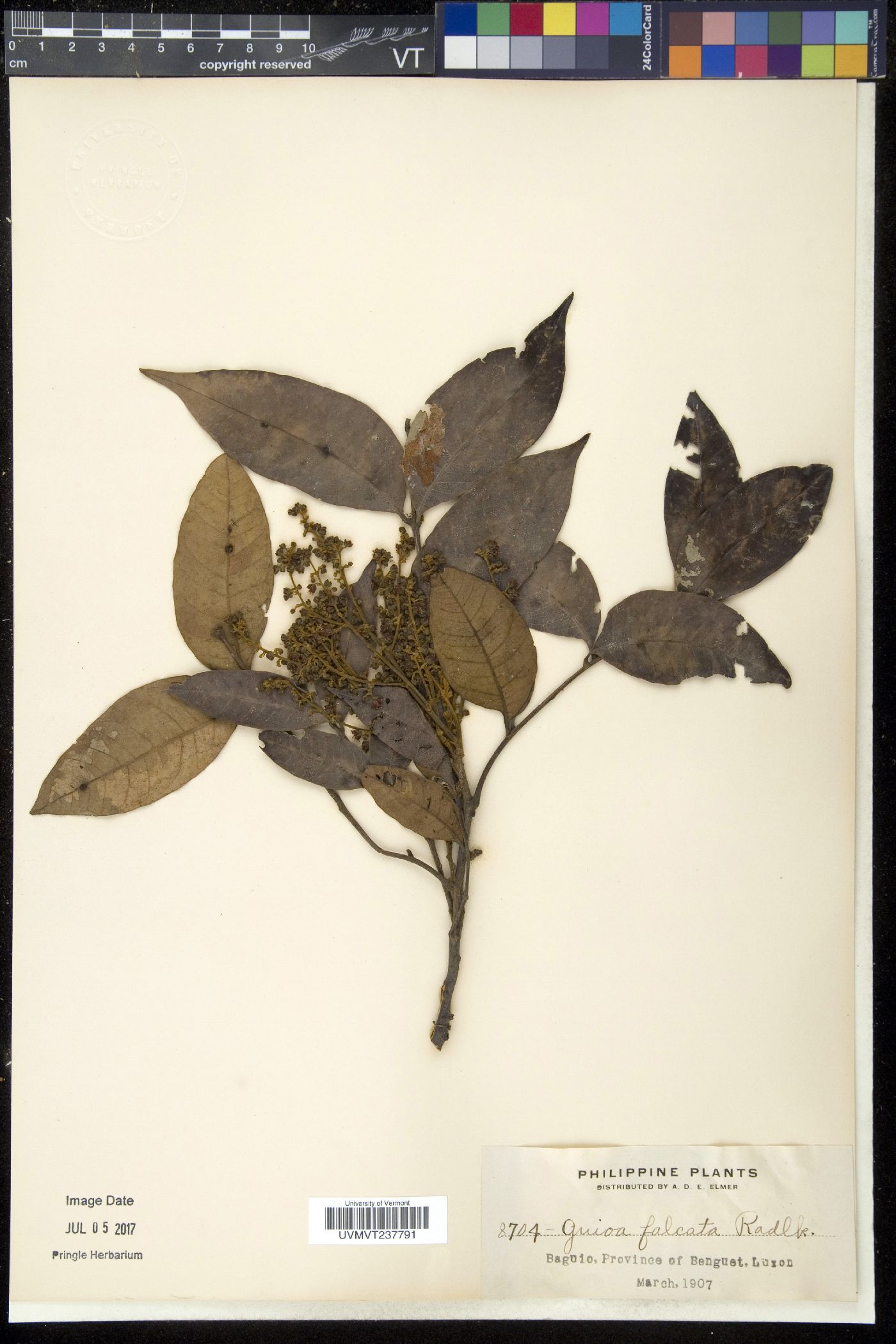 Guioa myriadenia image