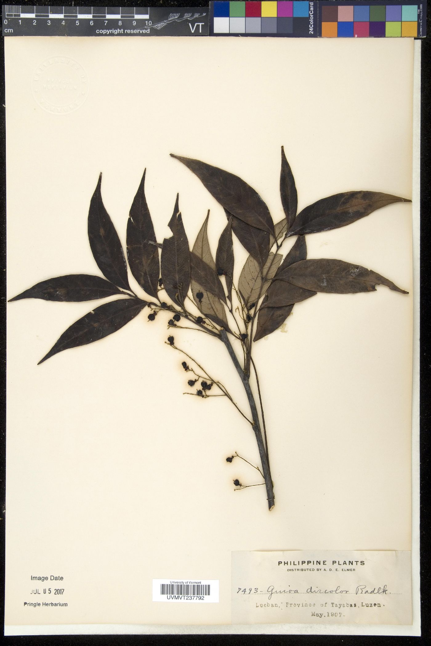 Guioa discolor image