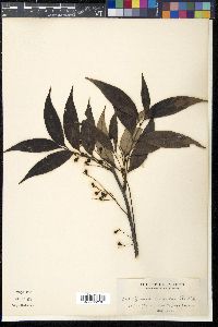Media resource of Guioa discolor