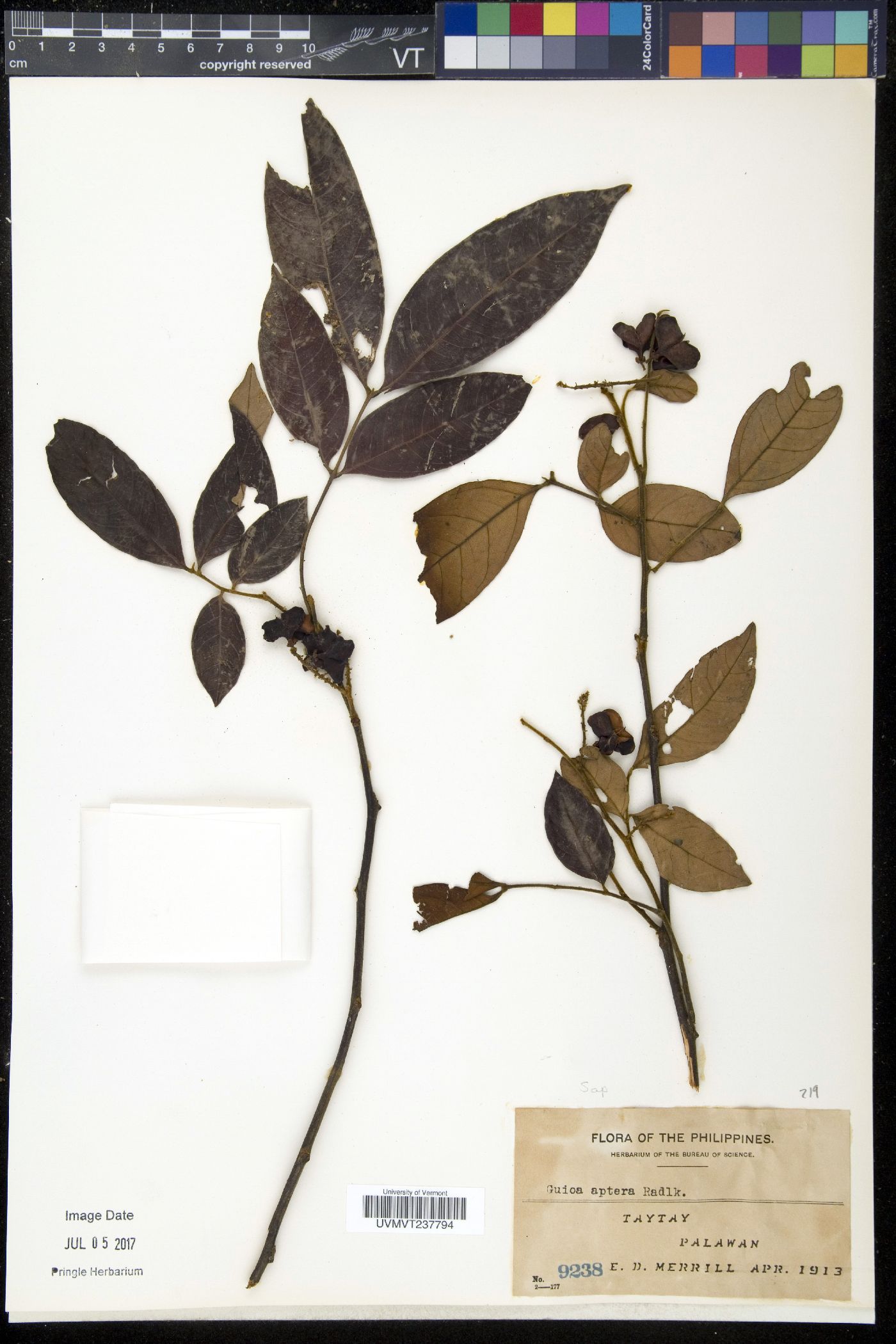 Guioa pleuropteris image