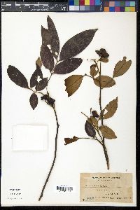 Guioa pleuropteris image