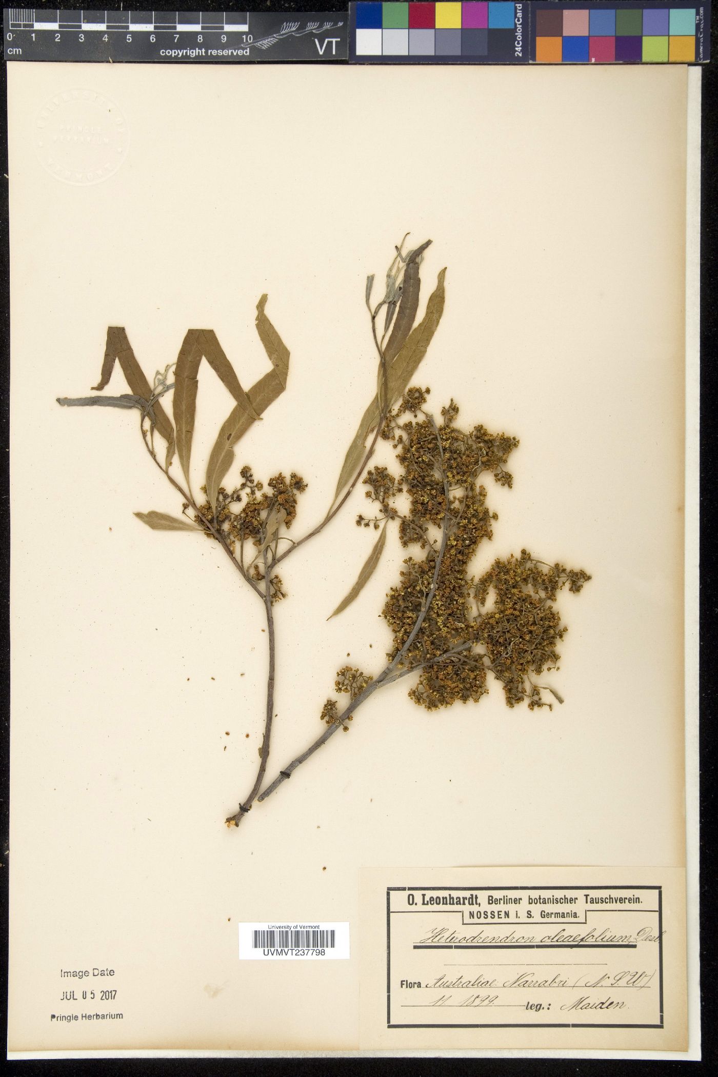 Heterodendrum image
