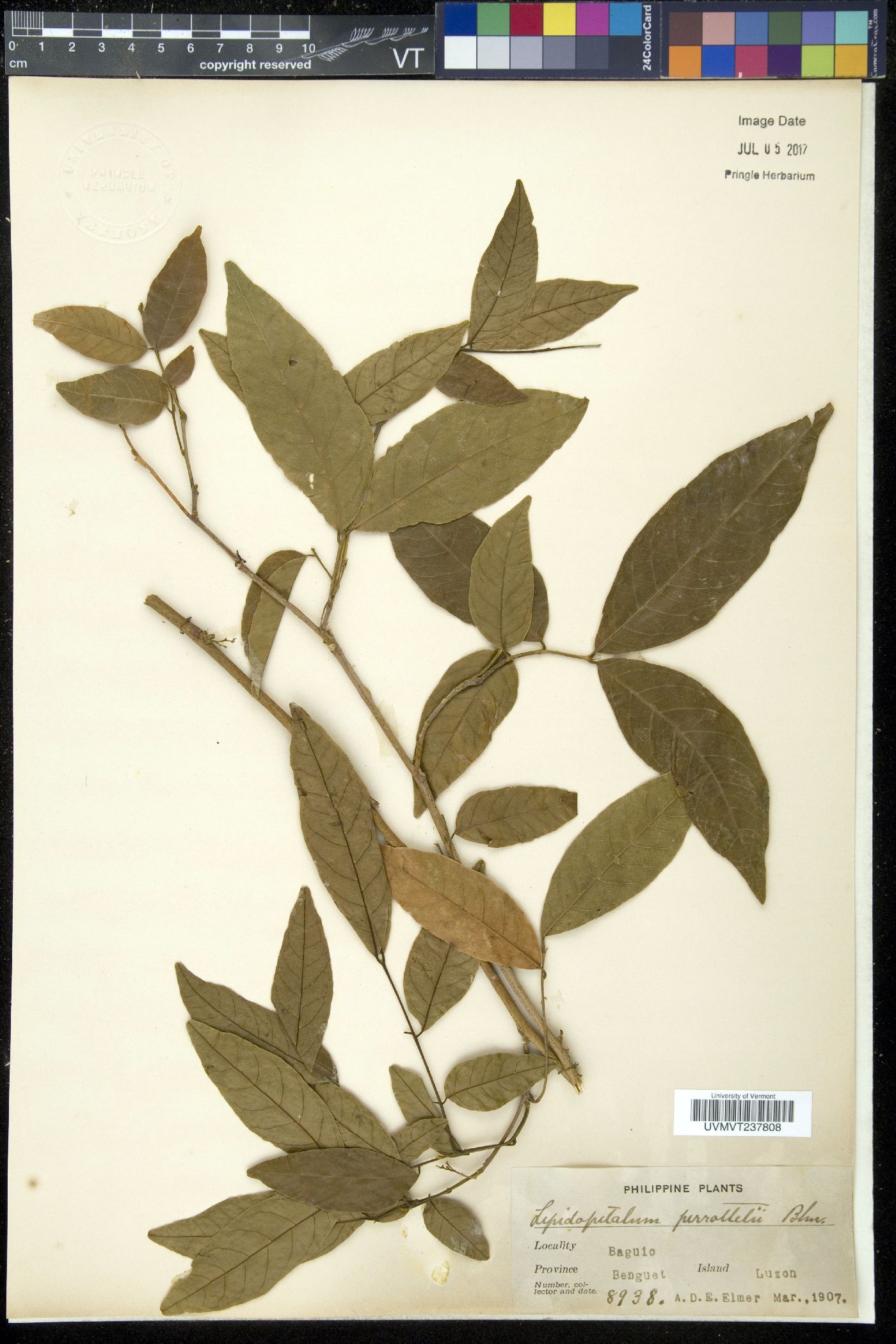 Lepidopetalum perrottetii image