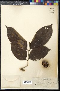 Nephelium mutabile image