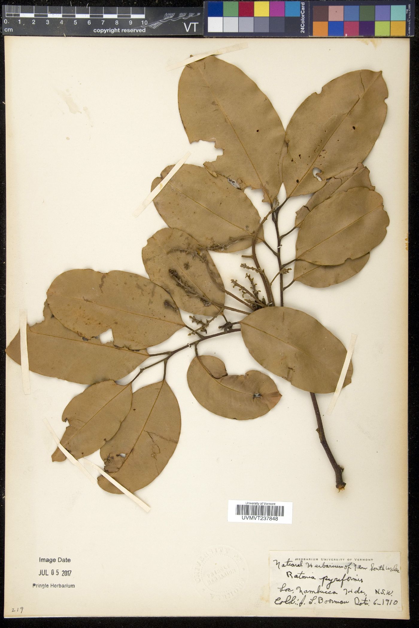 Ratonia image