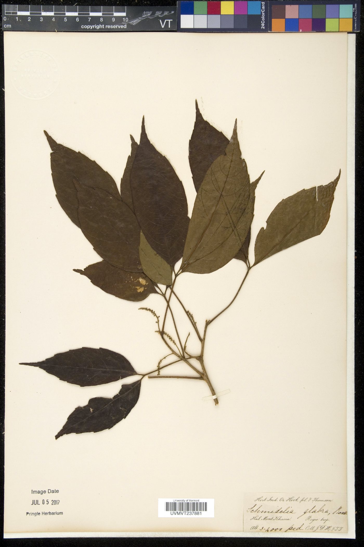 Allophylus cobbe image