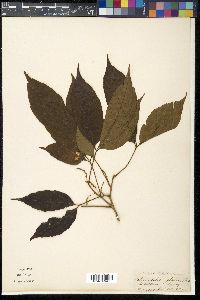 Allophylus cobbe image