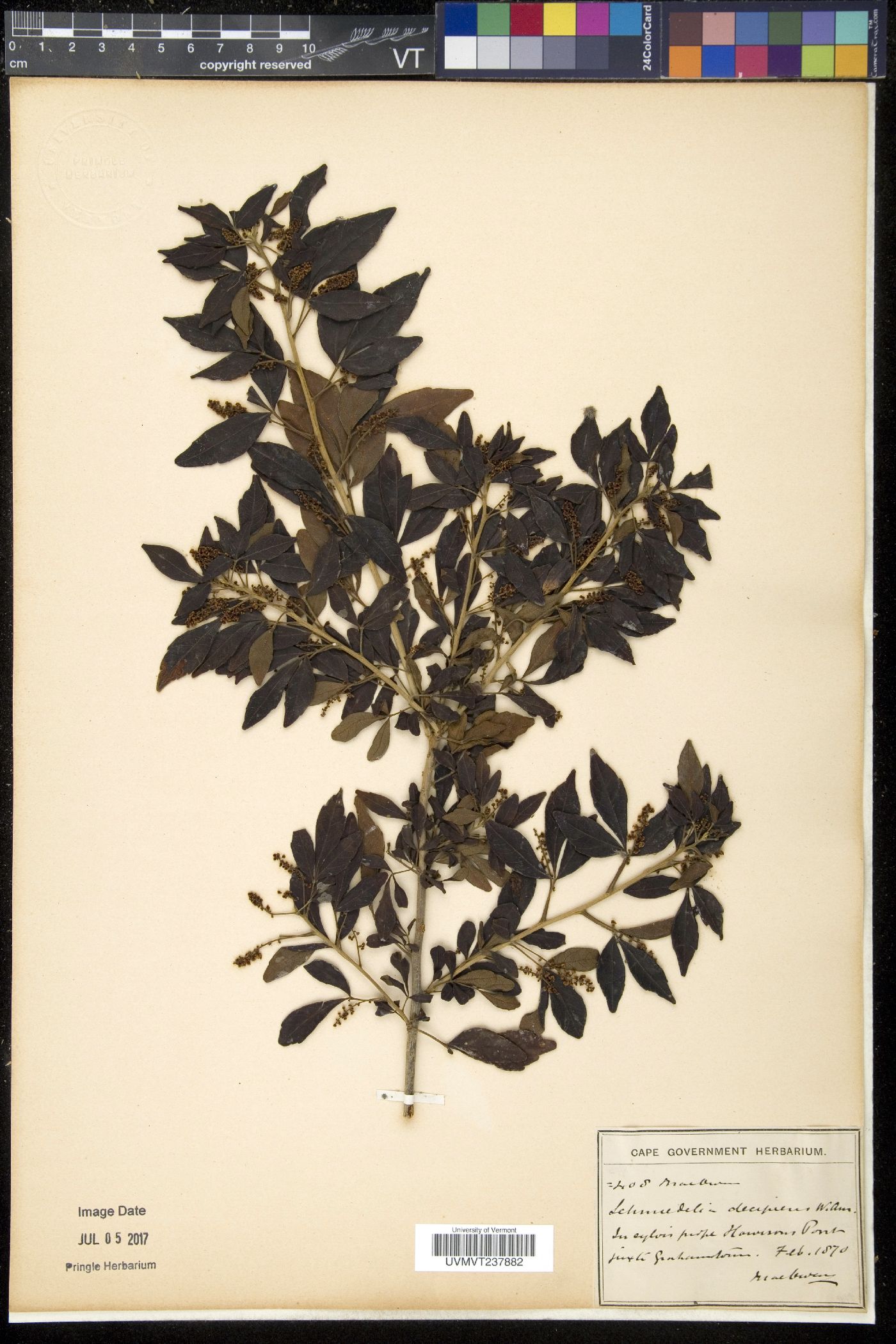 Schmidelia image