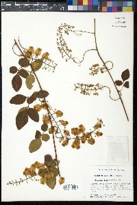 Serjania diversifolia image