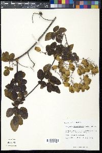 Serjania diversifolia image