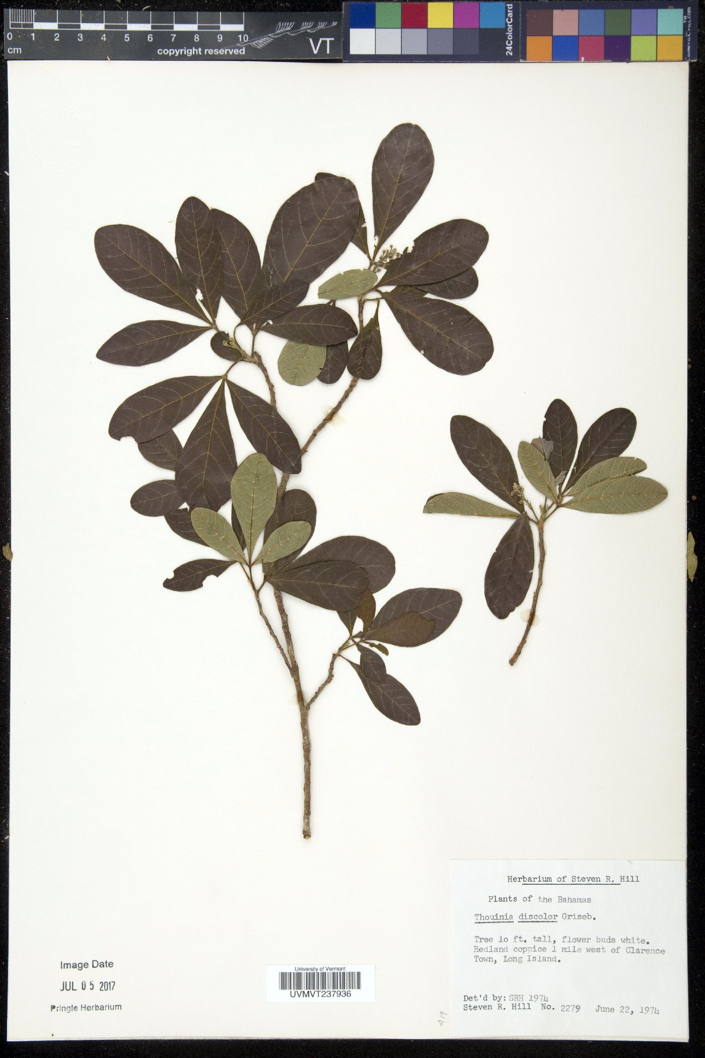Thouinia discolor image