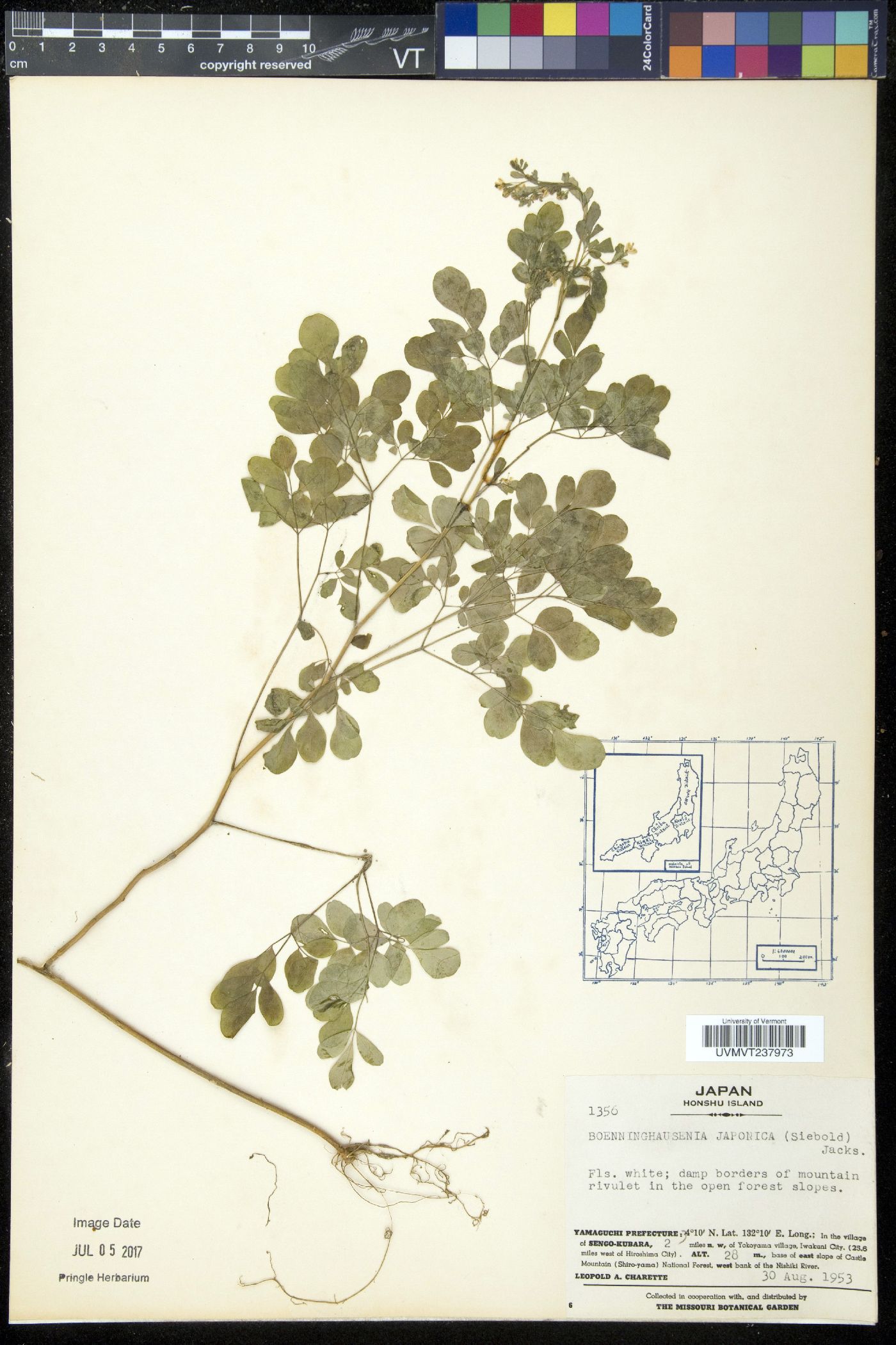 Boenninghausenia image