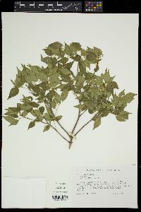 Amyris elemifera image