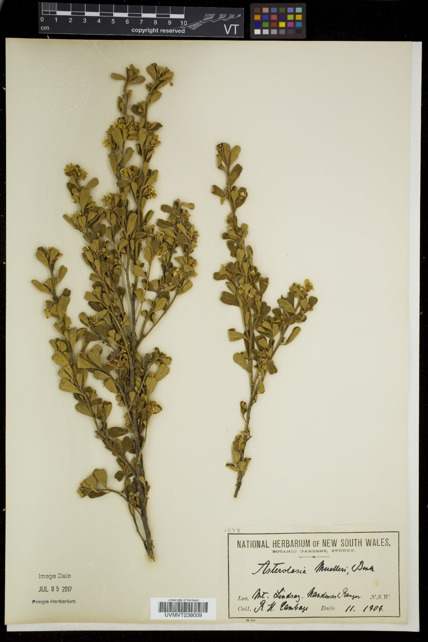 Asterolasia image