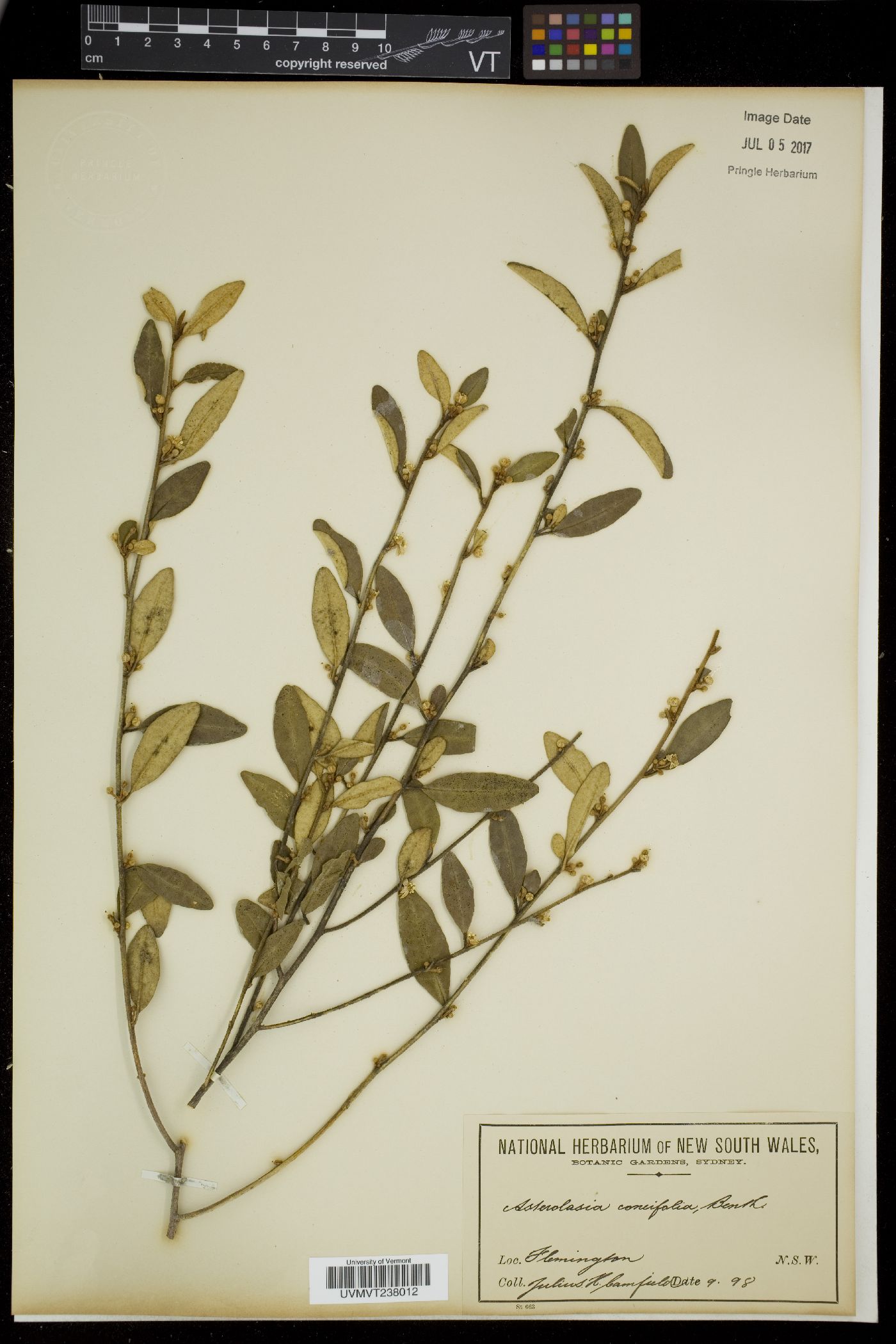 Asterolasia image