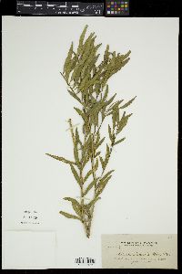 Atalantia linearis image