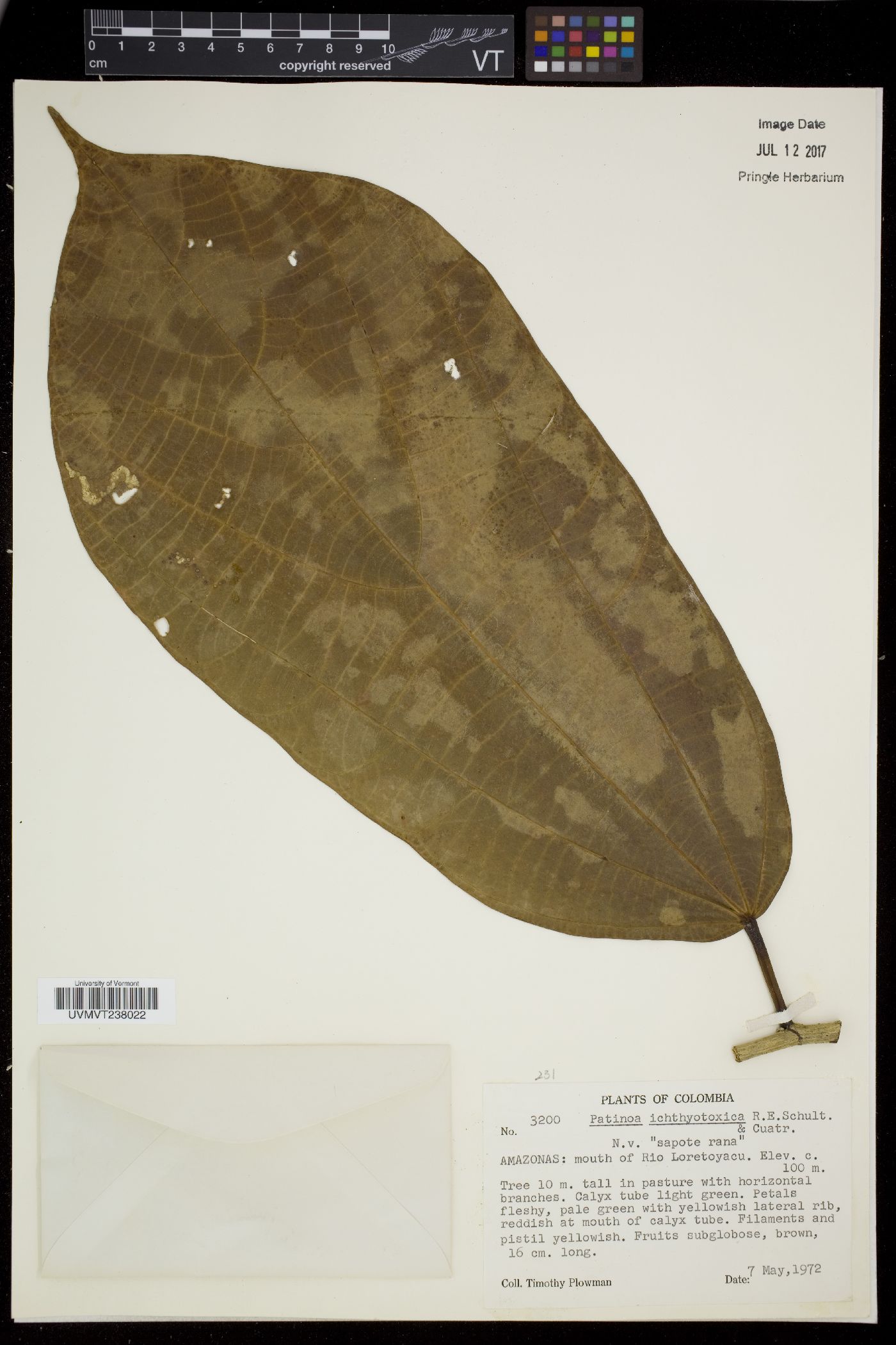 Rothrockia image