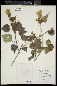 Pavonia oxyphylla image