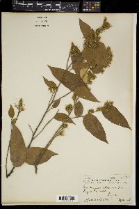 Pterospermum obliquum image