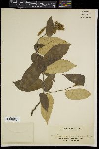 Pterospermum obliquum image