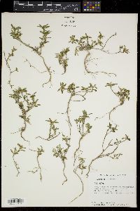 Sida ciliaris image