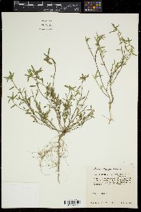 Sida ciliaris image