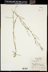 Sida elliottii image