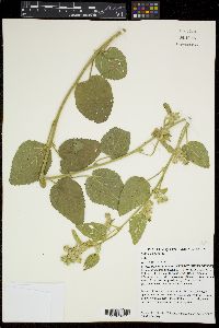 Sida cordifolia image
