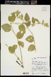 Sida cordifolia image