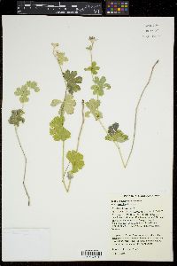 Sidalcea asprella image