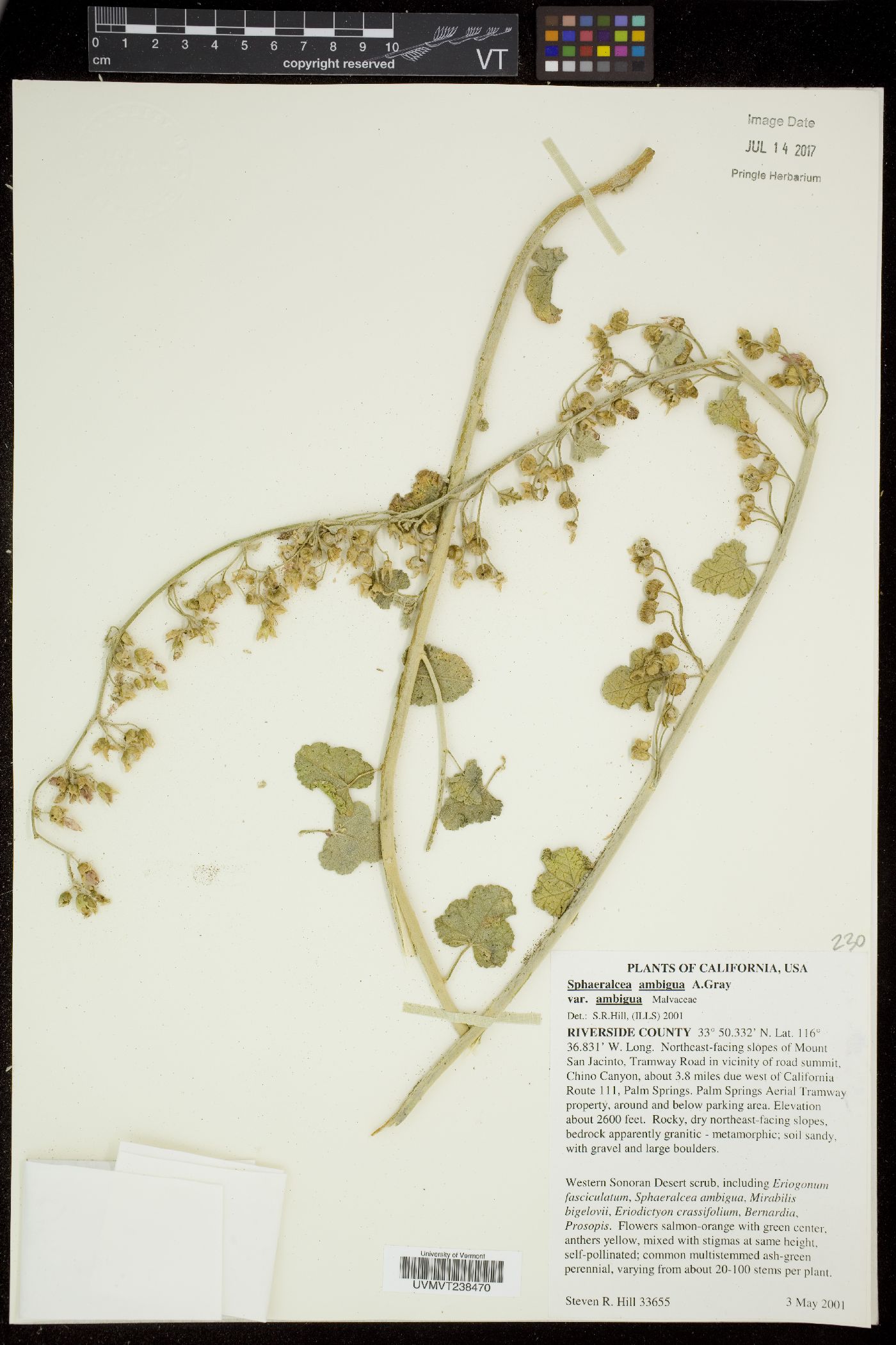 Sphaeralcea ambigua subsp. ambigua image