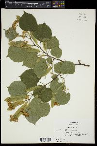 Tilia × europaea image