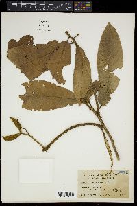 Sterculia rubiginosa image