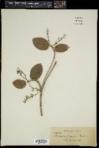 Sterculia ceramica image