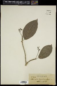 Sterculia ceramica image