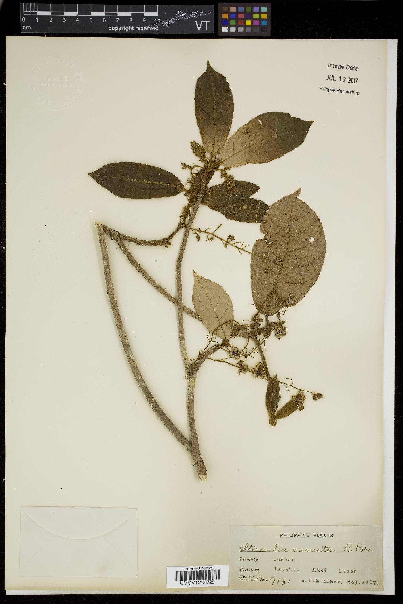 Sterculia cuneata image