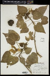Thespesia populnea image