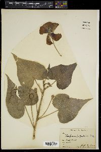Thespesia populnea image