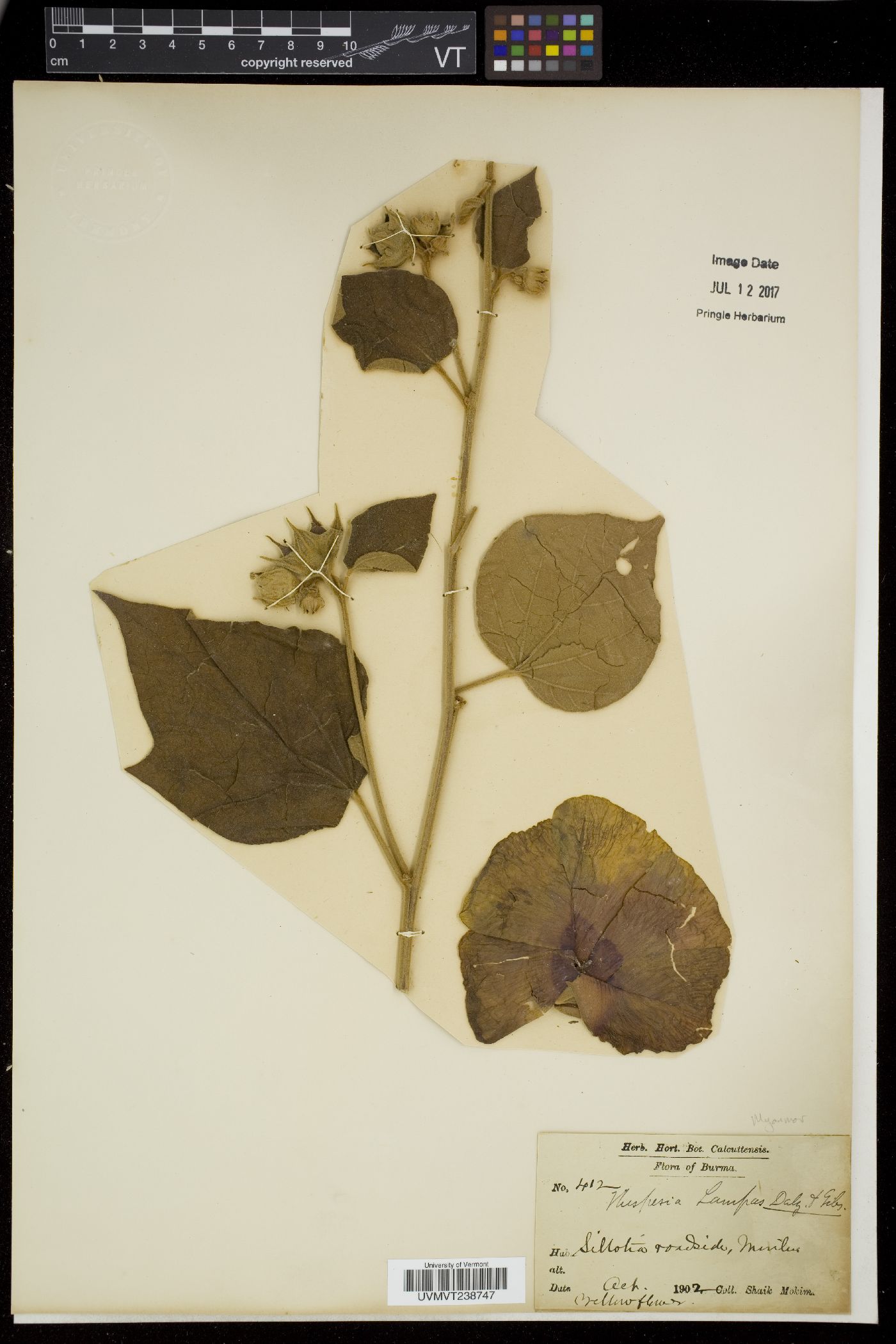 Thespesia lampas image
